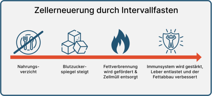 Intervallfasten und Spermidin: Die Schritte der Zellerneuerung veranschaulicht