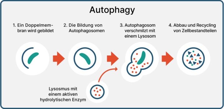 Darstellung des zellulären Autophagie-Prozesses auf molekularer Ebene